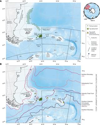 Satellite tagging confirms long distance movement and fast dispersal of Patagonian toothfish (Dissostichus eleginoides) in the Southwest Atlantic
